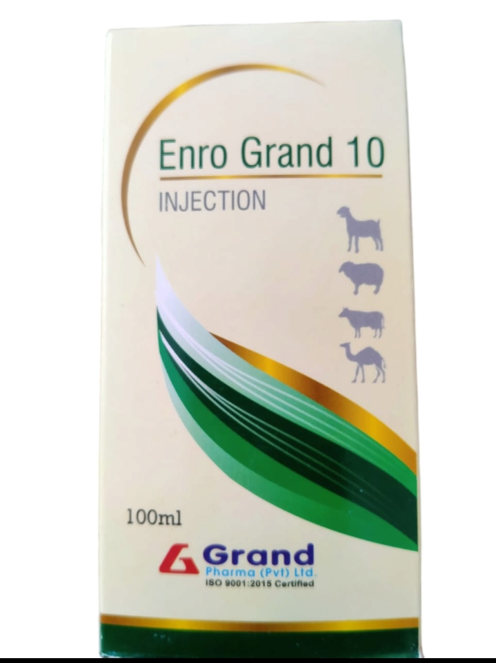 ENRO GRAND10 BUY ONLINE