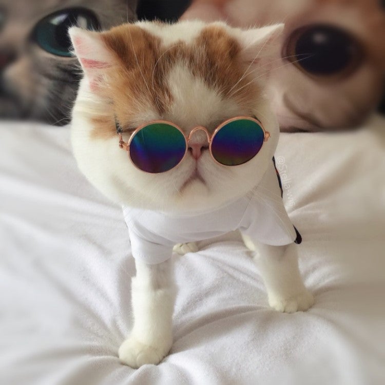 The Pets Club Fashion Pet Goggles Multicolor For Cats, Dogs or Other Small animals