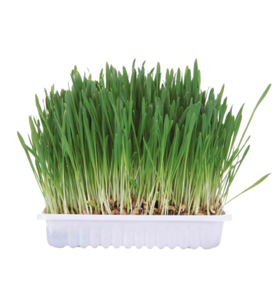 Trixie Small Animal Grass Treat for Small Pets 100G