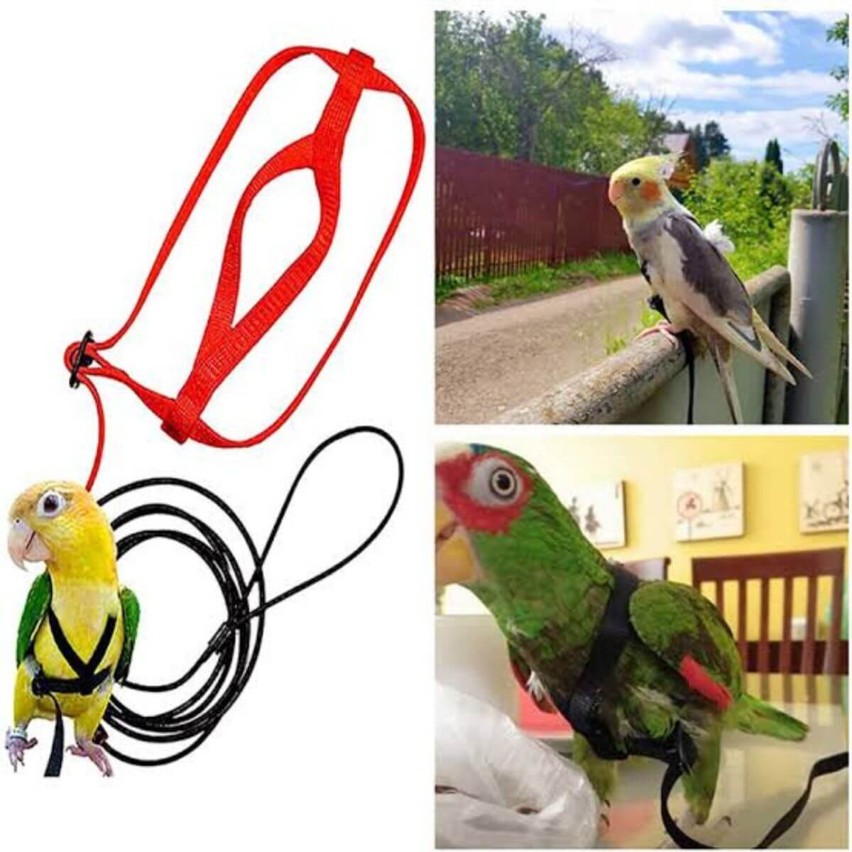 Parrot Harness & Leash – Durable, Lightweight