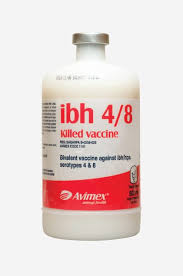 INTERVAC-IBH KILLED VACCINE