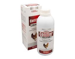 Coliflor