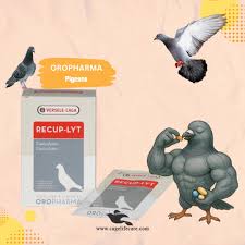 RECUP-LYT – Recovery & Electrolyte Supplement for Pigeons