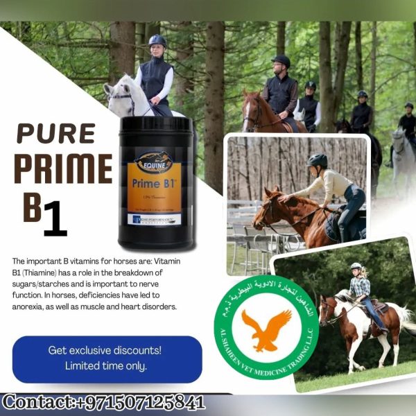 Prime B1